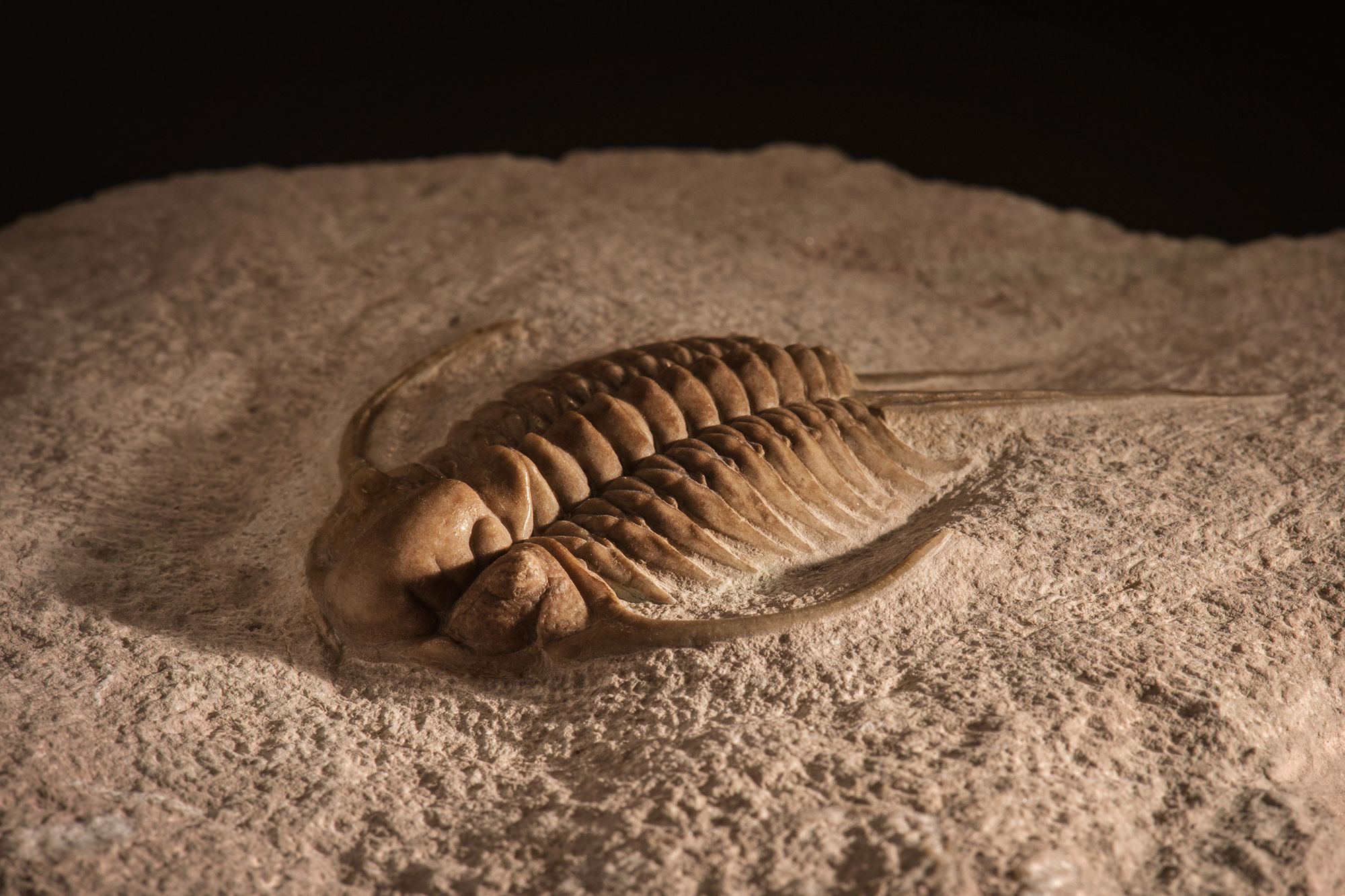 Trilobite fossil