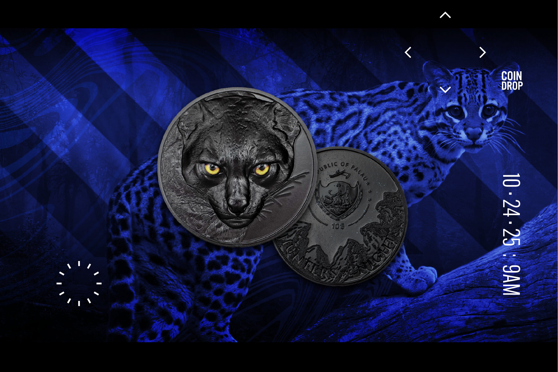 Going, going, gone! Ocelot sells out in 30 seconds